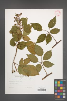 Rubus wimmerianus [KOR 29262]