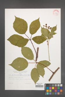 Rubus wimmerianus [KOR 29287]