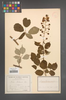 Rubus Weihanus [KOR 18644]