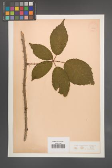 Rubus wimmerianus [KOR 22727]