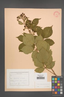 Rubus wimmerianus [KOR 22740]