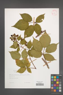 Rubus wimmerianus [KOR 29185]