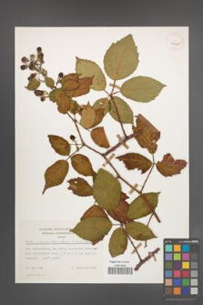 Rubus wimmerianus [KOR 30025]