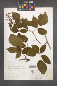 Rubus wimmerianus [KOR 31488]