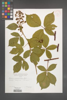 Rubus wimmerianus [KOR 29593]