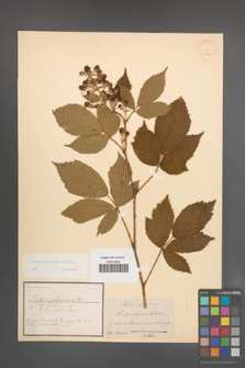 Rubus wimmerianus [KOR 22733]