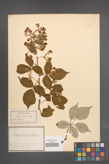 Rubus winteri [KOR 18643]