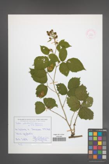 Rubus zielinskii [KOR 51877]