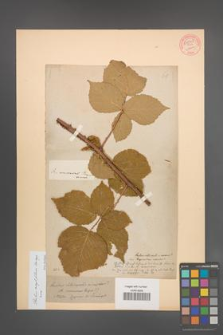 Rubus corylifolius [KOR 54546]