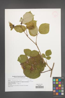 Rubus caucasicus [KOR 47230]