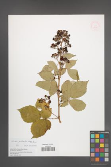Rubus grabowskii [KOR 51476]