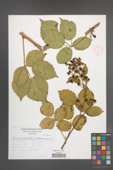 Rubus orthostachys [KOR 51282]