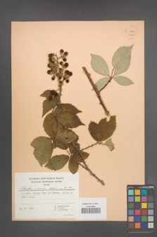 Rubus praecox [KOR 37965]