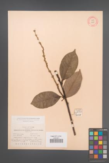 Castanopsis argyrophylla [KOR 12507]