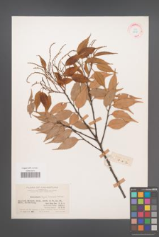 Castanopsis eyrei [KOR 12508]