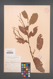 Castanopsis indica [KOR 12510]