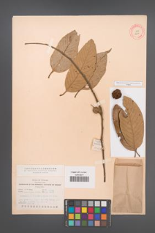 Castanopsis poilanei [KOR 12511]