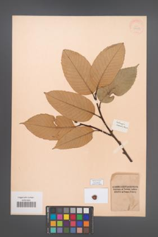 Castanopsis tibetana [KOR 38456]