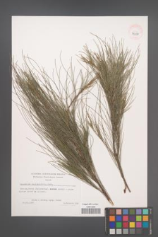 Casuarina equisetifolia [KOR 39288]