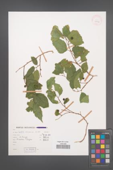 Celtis caucasica [KOR 31974]