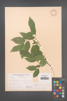 Celtis caucasica [KOR 12551]