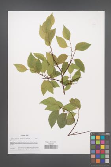 Celtis glabrata [KOR 49926]