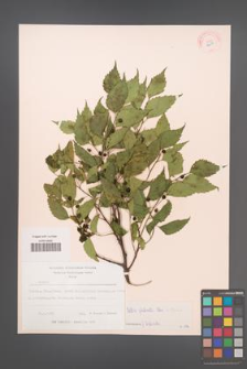 Celtis glabrata [KOR 12611]