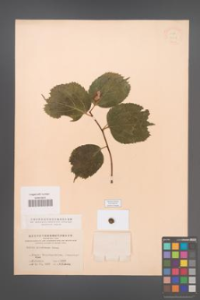 Celtis koraiensis [KOR 12617]