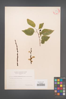 Celtis occidentalis [KOR 33998]