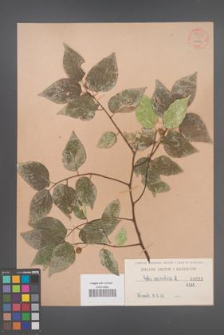 Celtis occidentalis [KOR 54825]