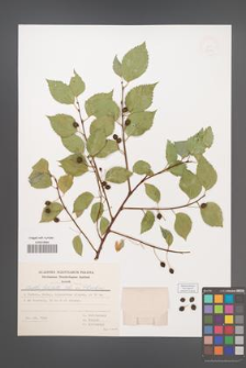 Celtis planchoniana [KOR 49275]