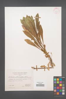 Centaurea ptosimopappa [KOR 25099]