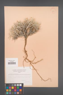 Centaurea spinosa [KOR 23617]