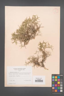 Centaurea spinosa [KOR 21323]