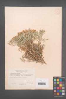 Centaurea spinosa [KOR 21322]