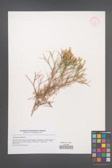 Centaurea spinosa [KOR 48778]