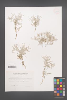 Centaurea spinosa [KOR 43691]