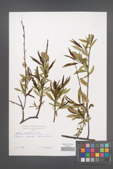 Salix acutifolia [KOR 49435]