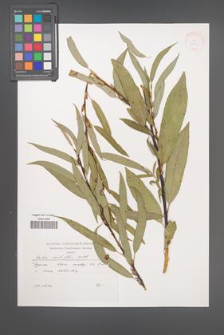Salix acutifolia [KOR 38069]