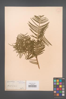 Cephalotaxus harringtonia [KOR 34003]
