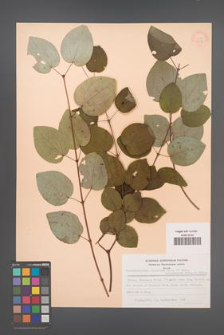 Cercidiphyllum japonicum [KOR 28316]