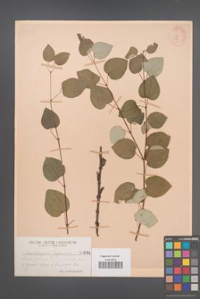 Cercidiphyllum japonicum [KOR 834]