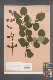 Cercidiphyllum japonicum [KOR 34169]