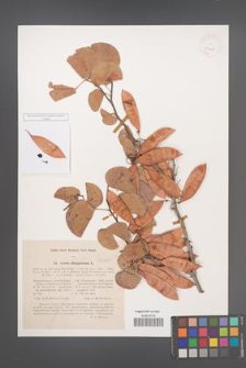 Cercis griffithii [KOR 24718]