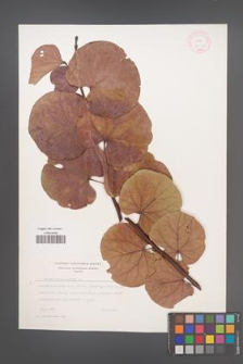 Cercis siliquastrum [KOR 12652]