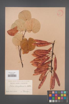 Cercis siliquastrum [KOR 831]