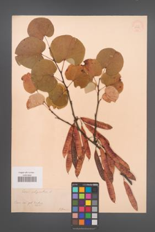 Cercis siliquastrum [KOR 34174]