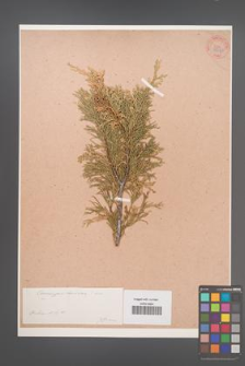 Chamaecyparis lawsoniana [KOR 34040]