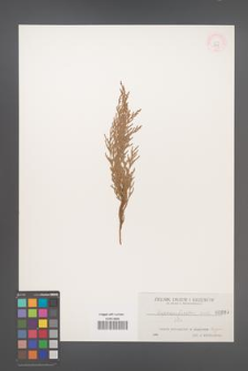 Cupressus funebris [KOR 889]