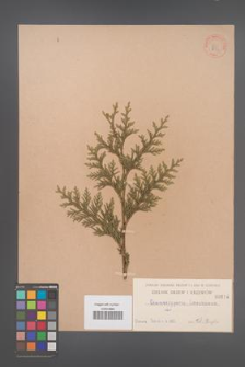 Chamaecyparis lawsoniana [KOR 814]